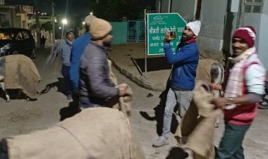 टीम स्वयंभू  ने गायो को सर्दी से बचाने के लिए उड़ाई बोरीया, खिलाया गुड और लापसी