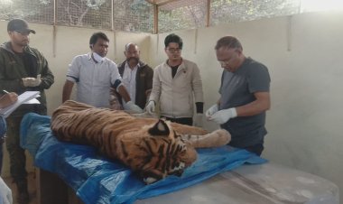 टाईगर टी 57 की मौत-