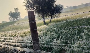 तहसील क्षेत्र में फसलों पर बर्फ जमने से फसलें नष्ट होने की कगार पर, फसलों पर बर्फ जमने से किसान हुए चिंतित
