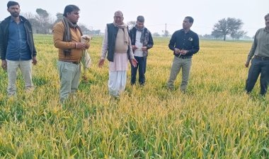राजस्व अधिकारी स्वयं फील्ड में जाकर रबी फसल में पाला एवं शीतलहर से हुए खराबे का भौतिक सत्यापन करें - जिला कलेक्टर डॉ. अमित यादव 