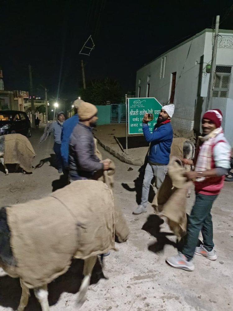 टीम स्वयंभू  ने गायो को सर्दी से बचाने के लिए उड़ाई बोरीया, खिलाया गुड और लापसी