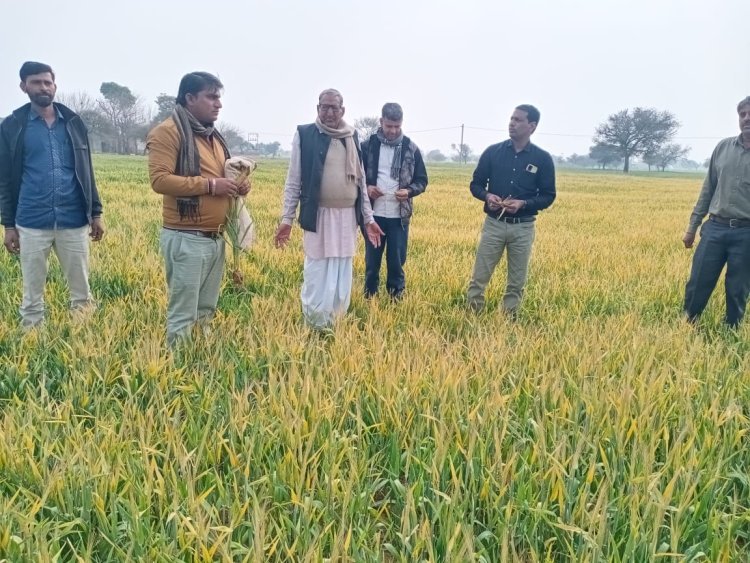 राजस्व अधिकारी स्वयं फील्ड में जाकर रबी फसल में पाला एवं शीतलहर से हुए खराबे का भौतिक सत्यापन करें - जिला कलेक्टर डॉ. अमित यादव