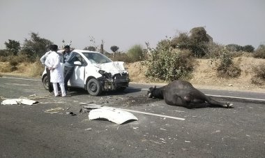कार की टक्कर से एक भैंस की हुई मौत, तीन भैंस गंभीर घायल, पीड़ित ने पुलिस थाने में दी रिपोर्ट