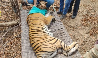 बाघिन टी-134 को ट्रेंकुलाइज कर सरिस्का भेजा