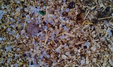 खराब मौसम होने के कारण कीकासर, भोजासर सहित इलाके में पड़े ओले, किसानों को हुआ भारी नुकसान