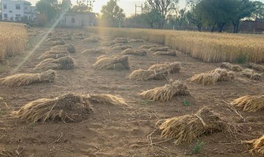 बारिश बनी किसानों के लिए आफत..