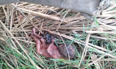 मानवता हुई शर्मसार, कन्या का भ्रूण मिलने से फैली सनसनी