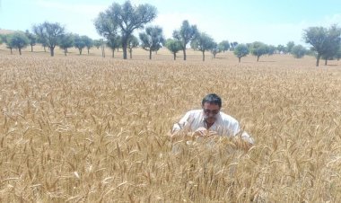 क्षेत्र में मौसम का परिवर्तन किसानों पर पड़ रहा है भारी, खेतों में पक्की फसलों में हो रहा है नुकसान, किसानों ने सरकार से की मुआवजे की मांग