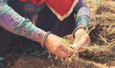 विशेष गिरदावरी कराकर मुआवजे की मांग