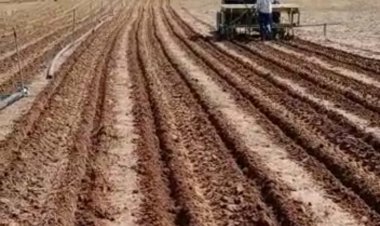 कॉटन का क्षेत्र बनता जा रहा हैं हब, 1500 हैक्टीयर में इस बार होगी बुआई, तापमान सही रहने पर किसानों का बढ रहा है इस खेती के प्रति रूझान