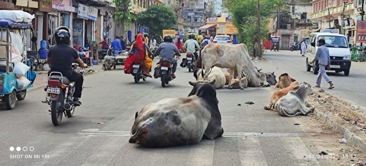 नगर परिषद आयुक्त ने विभिन्न स्थानों का किया निरीक्षण