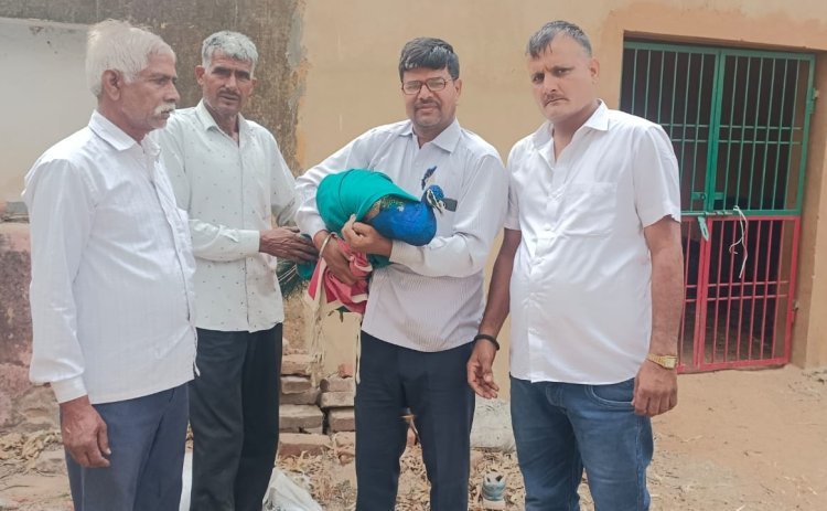 पार्षद उमेश चूलेट ने घायल मोर को पहुंचाया वन विभाग