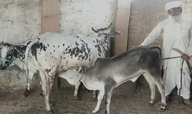 हुआ डीएनए टेस्ट तो गाय असली गोपालक को मिल गई पुलिस ने लगादी थी एफआर टॉवर पर चढ़कर गोपालक ने जताई थी नाराजगी आखिर में जीत गोपाक दुलाराम की हुई।