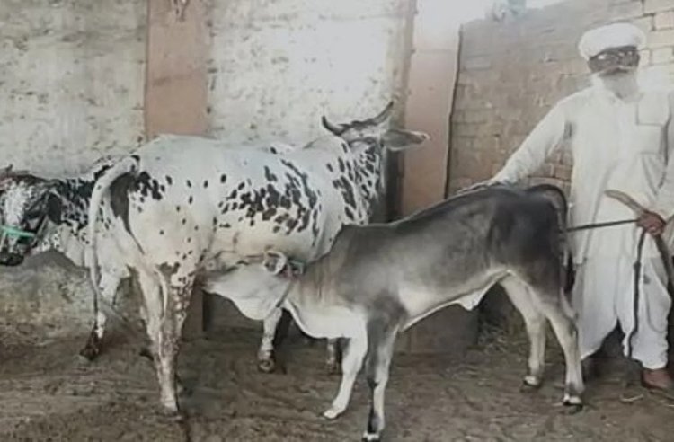 हुआ डीएनए टेस्ट तो गाय असली गोपालक को मिल गई पुलिस ने लगादी थी एफआर टॉवर पर चढ़कर गोपालक ने जताई थी नाराजगी आखिर में जीत गोपाक दुलाराम की हुई।