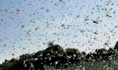 बीकानेर में टिड्डियों की बढ़ी हलचल,इस बार पाकिस्तान से नहीं आई है