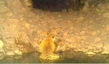 सरिस्का से फिर आई खुशखबरी