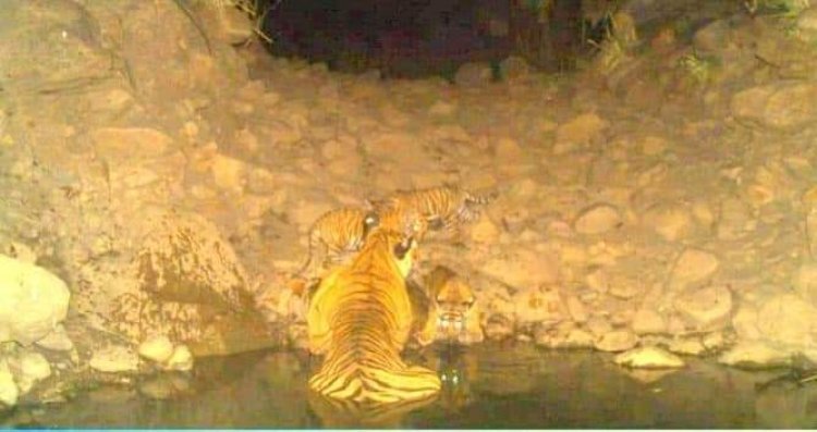 सरिस्का से फिर आई खुशखबरी