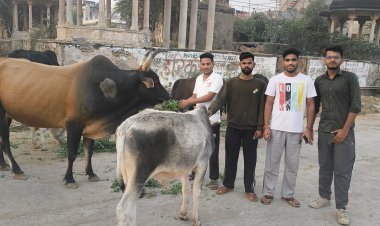 गायों को हरा चारा और अनाथ बच्चों को खाना खिलाया 