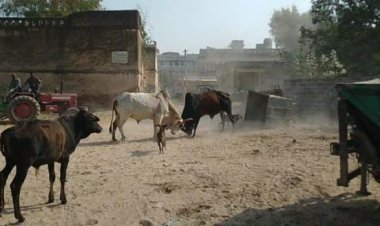  मंडावा में दो सांडों का आतंक, प्रशासन की अनदेखी से बढ़ रही परेशानी  