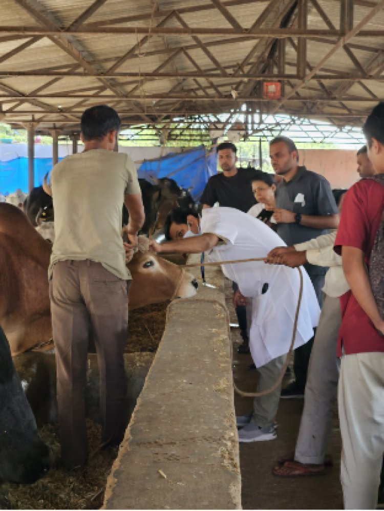 गो-पुनर्वास केन्द्र हिंगोनिया में पशु नेत्र चिकित्सा शिविर: 27 गौवंश की आंखों का निरीक्षण