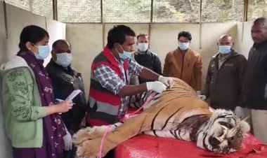 नेशनल पार्क में एक ओर टाइगर टी 2309 की हुई मौत,