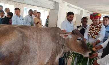 पूर्व मंत्री बाजिया ने वसुंधरा राजे के जन्मदिन पर गायों को खिलाया गुड़
