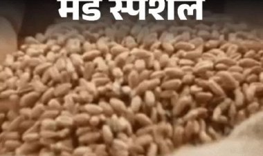 राजस्थान में 83 हजार सरकारी कर्मचारी गरीबों का राशन खाते पकड़े गए: लाखों की सैलरी के बावजूद 2 रु./किलो में लिया गेहूं, 82 करोड़ की वसूली